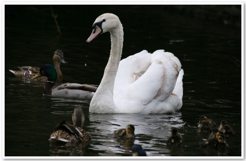 Swan & Ducks