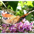 butterfly(1)