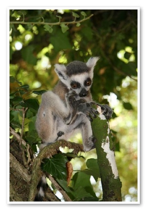 South Lakes Wild Animal Park(30)