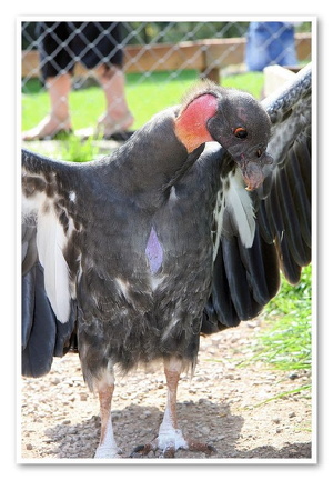 South Lakes Wild Animal Park