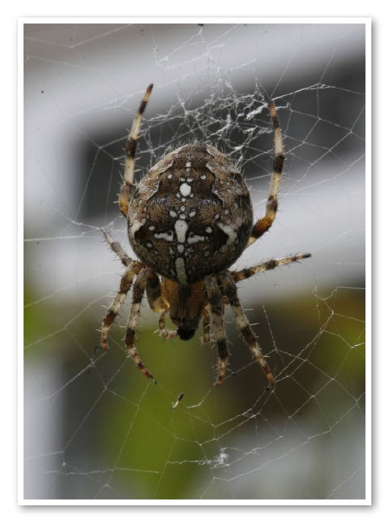 Spider 2006