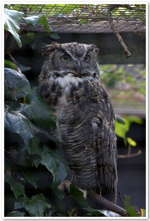 Owl, Lotherton Hall , Bird Garden