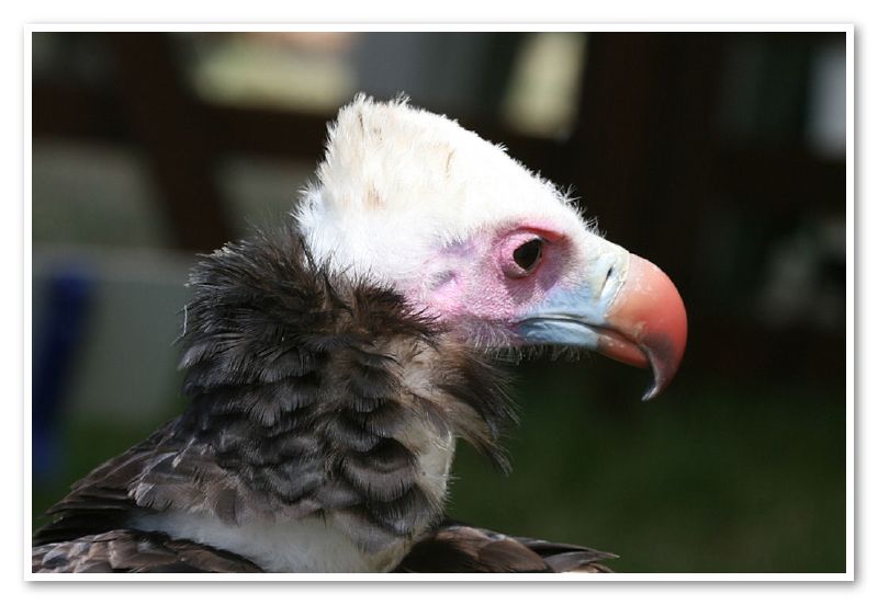 Vulture(1)